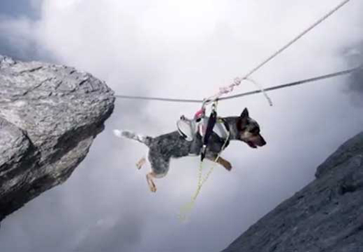jumping dog 1